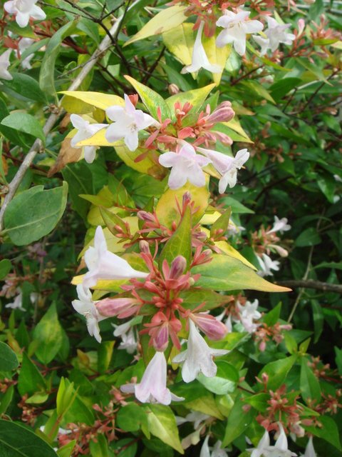 Abelia x grandiflora 'Gold Spot' fleur